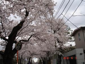 桜新町方面から深沢方面への一方通行の桜