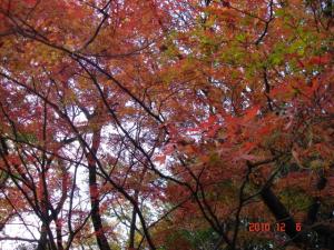 多摩川台公園の紅葉（もみじ）