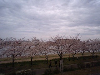 やすらぎ堤の桜並木