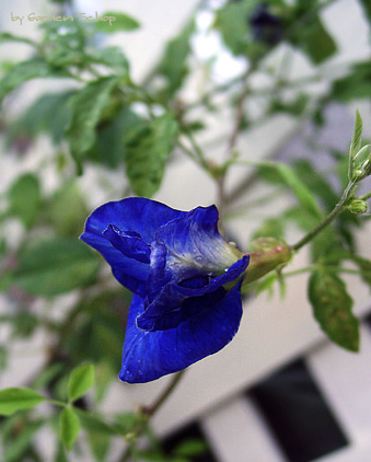 クリトリア 神秘的な青い花 Garden Schop