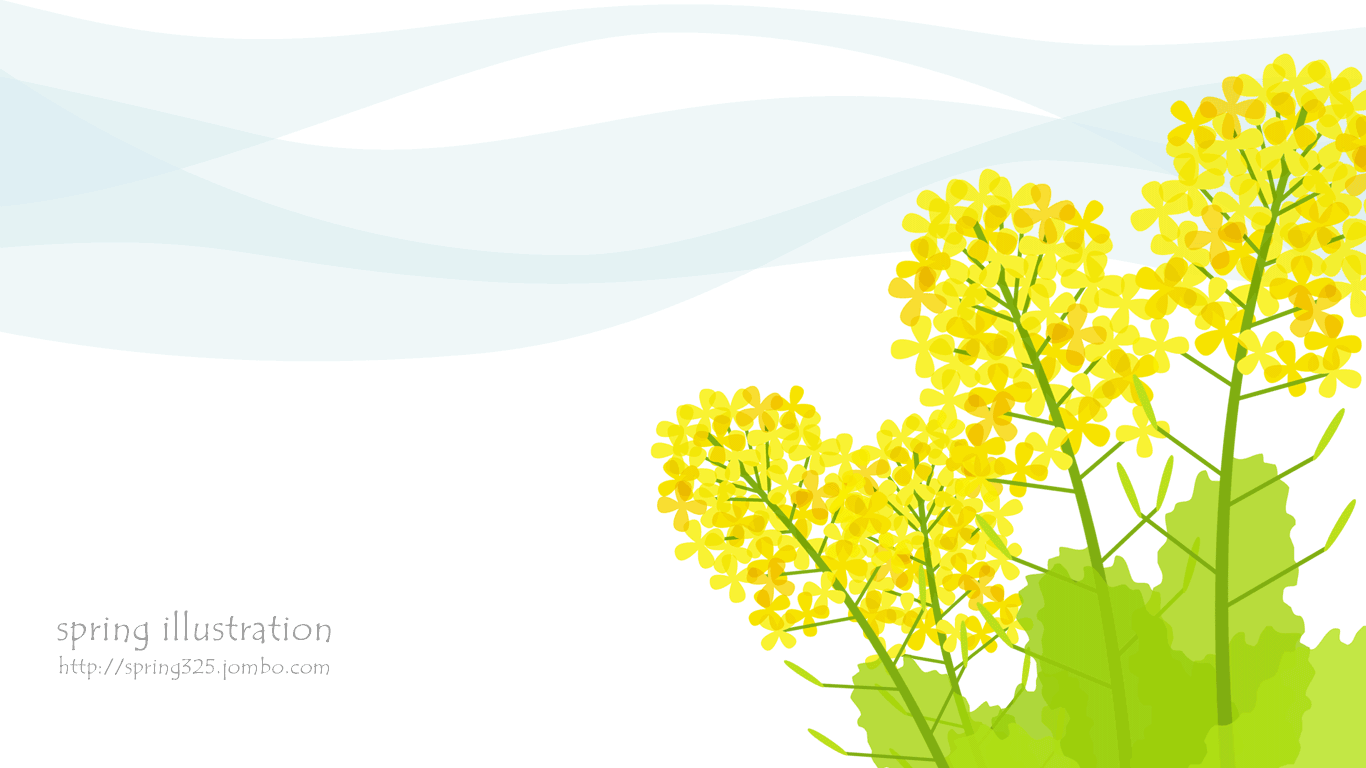 【菜の花】春の花のイラストPC壁紙・背景