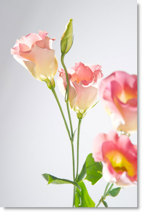 デジタル 備忘録 トルコキキョウの花言葉は 永遠の愛 スタジオで写真撮影してみました