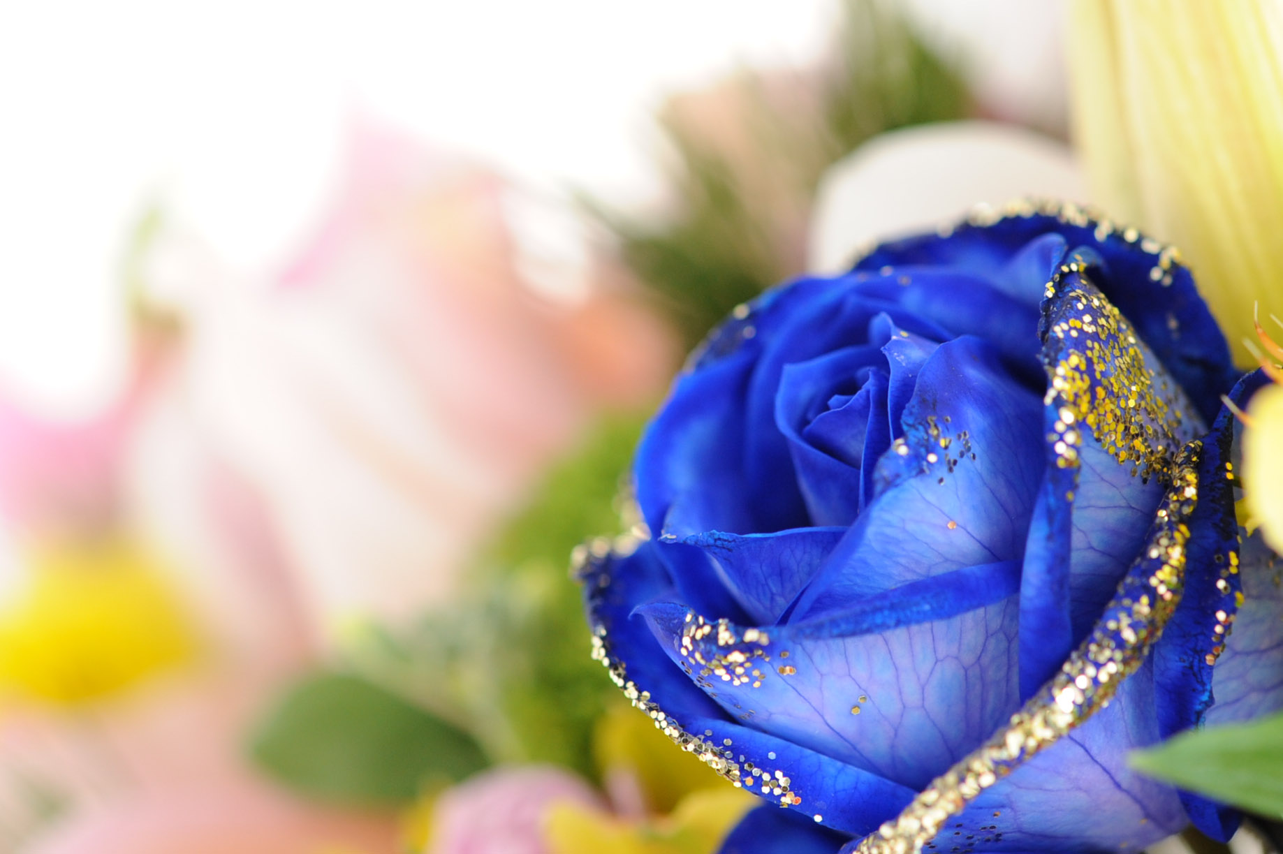 ユニーク待ち受け 壁紙 青い バラ すべての美しい花の画像