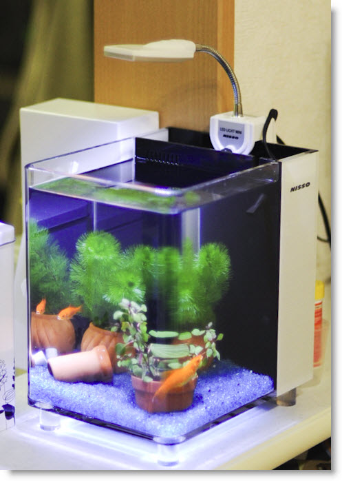 金魚を小型水槽で飼育に挑戦 背面式ろ過システムで強力な生物濾過を実現 金魚 熱帯魚関係