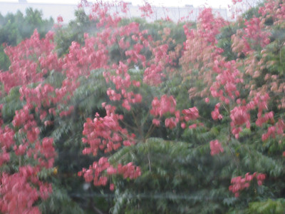 濱屋方子の台湾日記 台湾の秋はピンク 美人樹や艶紫荊の花咲く秋