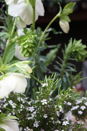 T’s Garden Healing Flowers‐早春の白い寄せ植え