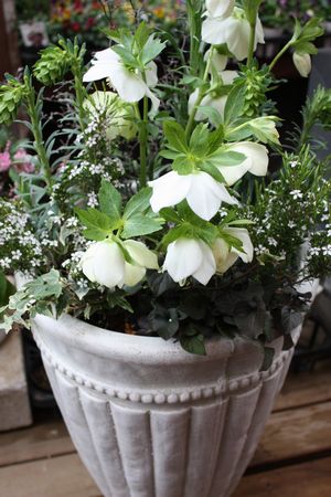 T’s Garden Healing Flowers‐早春の白い寄せ植え