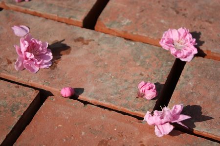 T’s Garden Healing Flowers‐目地入れ前のレンガ