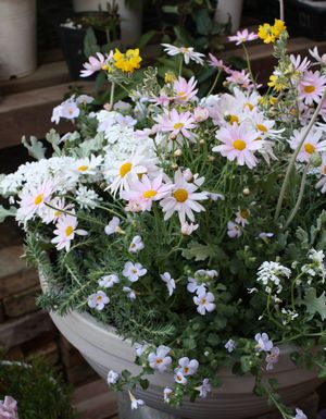 T’s Garden Healing Flowers‐春のパステル色