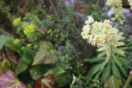 T’s Garden Healing Flowers‐花壇のユーホルビア