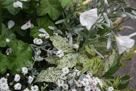 T’s Garden Healing Flowers‐白の寄せ植え母の日仕様