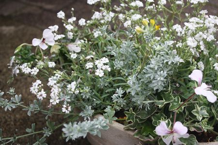 T’s Garden Healing Flowers‐白の寄せ植え母の日仕様