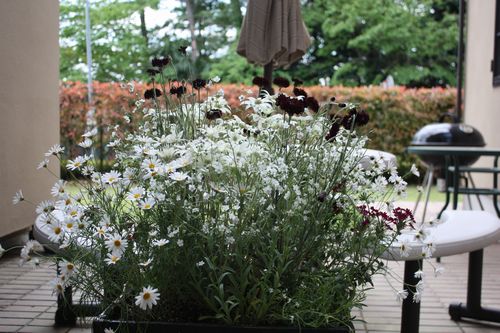 T’s Garden Healing Flowers‐初夏の植え込み