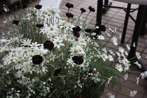 T’s Garden Healing Flowers‐初夏の植え込み