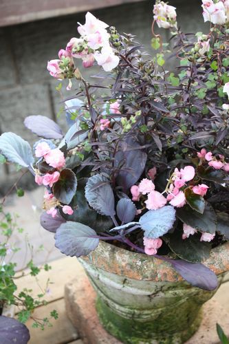 T’s Garden Healing Flowers‐キンギョソウ・ブロンズドラゴンの寄せ植え