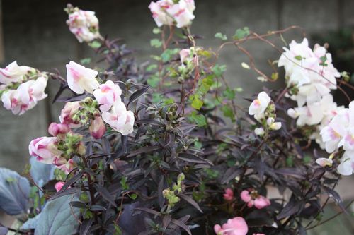 T’s Garden Healing Flowers‐キンギョソウ・ブロンズドラゴンの寄せ植え