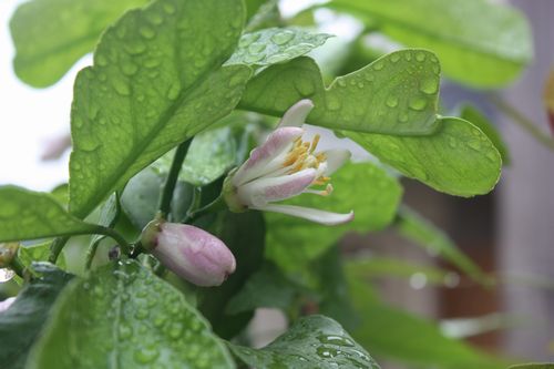 T’s Garden Healing Flowers‐レモンの花