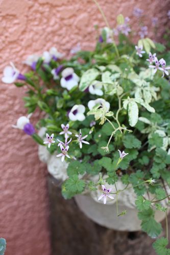 T’s Garden Healing Flowers‐夏すみれとペラルゴイオカスタム