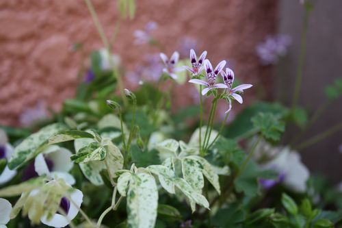 T’s Garden Healing Flowers‐夏すみれとペラルゴイオカスタム