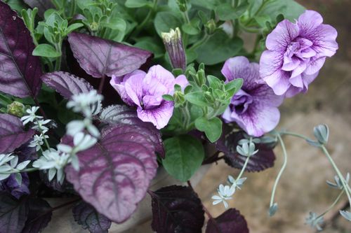 T’s Garden Healing Flowers‐ペチュニア・サマーパープルの寄せ植え