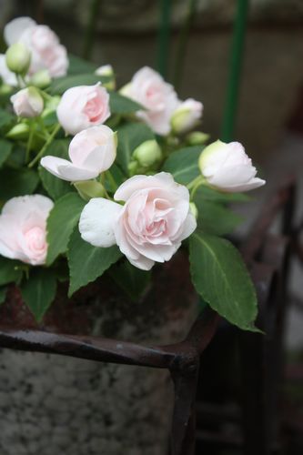 T’s Garden Healing Flowers‐八重咲きインパチェンス・シルエット
