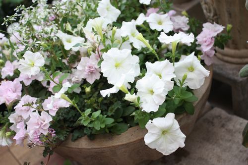 T’s Garden Healing Flowers‐ペチュニア・ピンクバニラの寄せ植え
