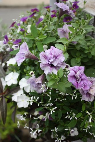 T’s Garden Healing Flowers‐ペチュニア・サマーパープルのハンギング