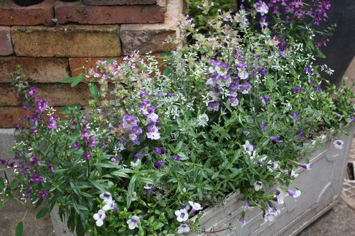 T’s Garden Healing Flowers‐夏の青い寄せ植え