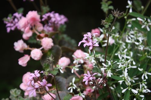 T’s Garden Healing Flowers‐センパ・ダブレットの寄せ植え