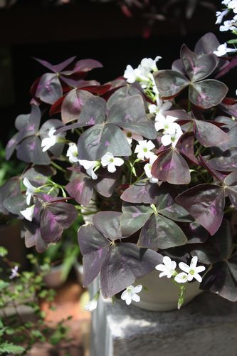 T’s Garden Healing Flowers‐紫葉オキザリス白花
