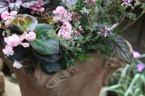 T’s Garden Healing Flowers‐シックな夏の寄せ植え
