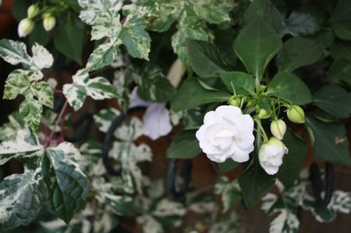 T’s Garden Healing Flowers‐斑入り野ブドウと八重インパ・ウイリー
