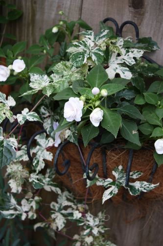 T’s Garden Healing Flowers‐斑入り野ブドウと八重インパ・ウイリー