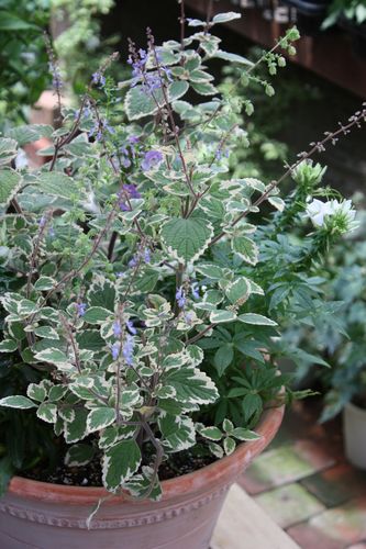 T’s Garden Healing Flowers‐涼しげに青の寄せ植え