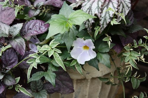 T’s Garden Healing Flowers‐ヘミクロフィスとバラ咲インパの寄せ植え