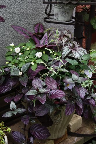 T’s Garden Healing Flowers‐ヘミクロフィスとバラ咲インパの寄せ植え