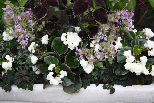 T’s Garden Healing Flowers‐センパ・ダブレット白の寄せ植え