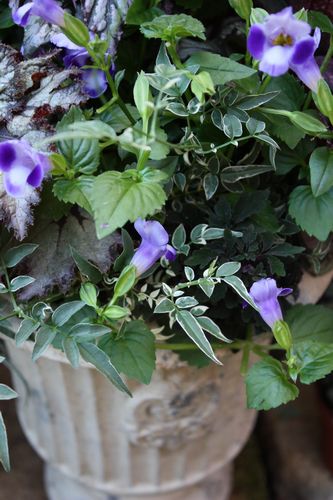 T’s Garden Healing Flowers‐トレニア・ムーンとレックスベコニアの寄せ植え