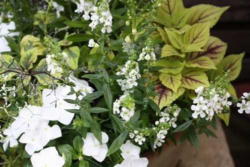 T’s Garden Healing Flowers‐白い寄せ植え