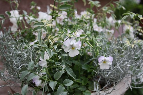 T’s Garden Healing Flowers‐2010W白い寄せ植え