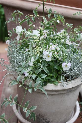 T’s Garden Healing Flowers‐2010W白い寄せ植え