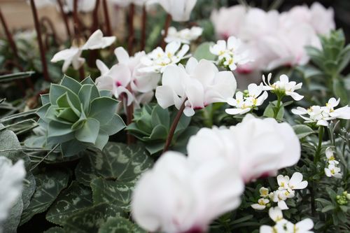 T’s Garden Healing Flowers‐Gシクラメン・チモホワイトの白い寄せ植え