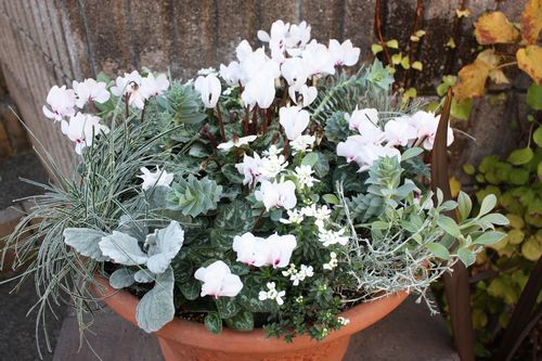 T’s Garden Healing Flowers‐Gシクラメン・チモホワイトの白い寄せ植え