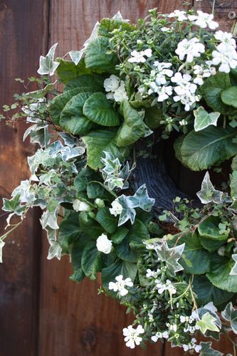 T’s Garden Healing Flowers‐バラ咲ジュリアンとイベリスの白いリング