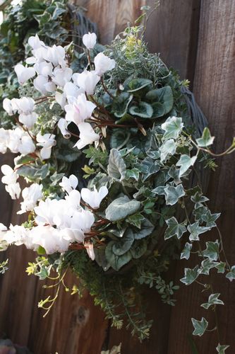 T’s Garden Healing Flowers‐ガーデンシクラメンの白いリング