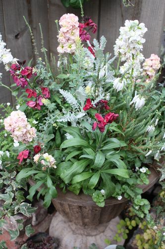 T’s Garden Healing Flowers‐ストックとチェイランサスの寄せ植え