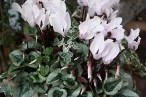 T’s Garden Healing Flowers‐ホワイトシクラメンの寄せ植え