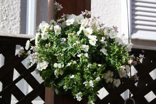 T’s Garden Healing Flowers‐白ビオラとネメシアでハンギング
